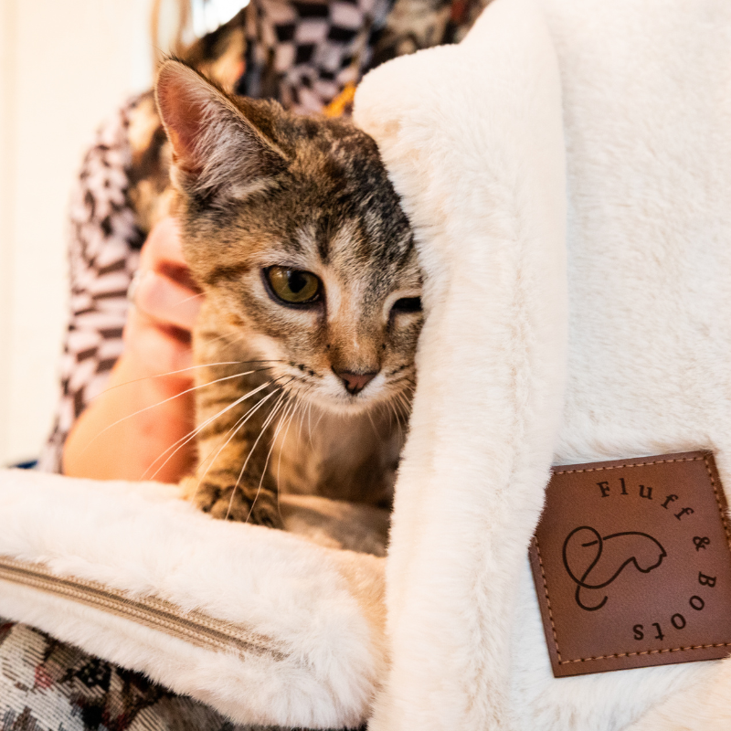 New Cat-Centric Pet Lifestyle Brand Fluff & Boots Aims To Promote Feline Wellbeing with Premium, Ethically Made Products