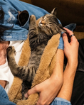 Load image into Gallery viewer, Premium Blanket