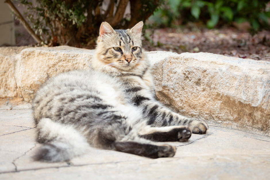 Fluff and boots Cat
