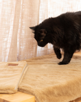 Load image into Gallery viewer, Black cat on the Premium Blanket in Cozy Camel approaching the Knead-it Pad in Cozy Camel, there is a textured curtain background
