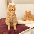 Load image into Gallery viewer, Two orange cats sitting on a couch with one cat on the portable lounge mat in deep ruby and the other with its paws on the Knead-it Pad in Ivory White
