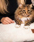 Load image into Gallery viewer, Cat kneading on the Knead-it Pad with sharp claws; the Knead-it Pad is protecting the owner's lap from the painful claws