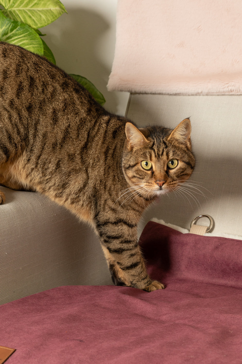 A Cat climbing down onto a chair with its paws on the Portable Lounge Mat in Deep Ruby