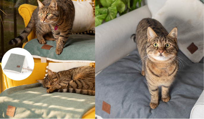 Two images of a cat on a textured surface with a close-up of a product in the corner.