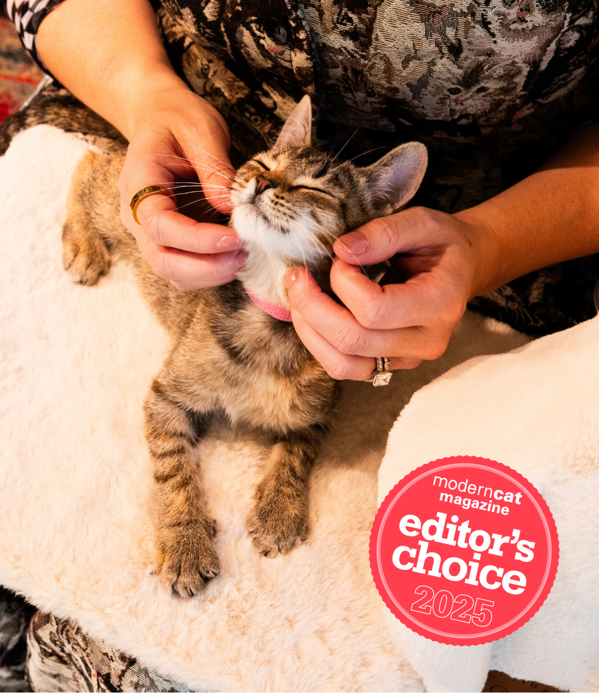 Kitten on a Knead-it Pad with an Editor's Choice badge recognition of the knead-it pad