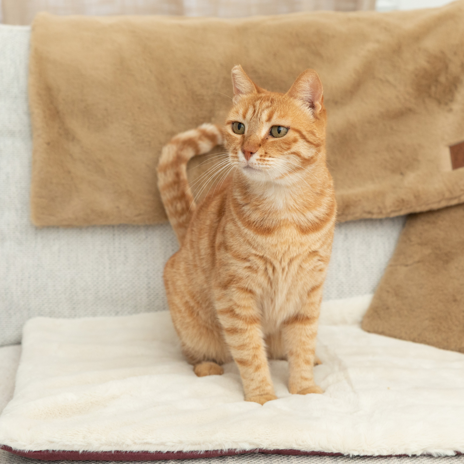 Signature Set: A Complete Comfort Experience for Cats and Cat Signature Set: A Complete Comfort Experience for Cats and Cat