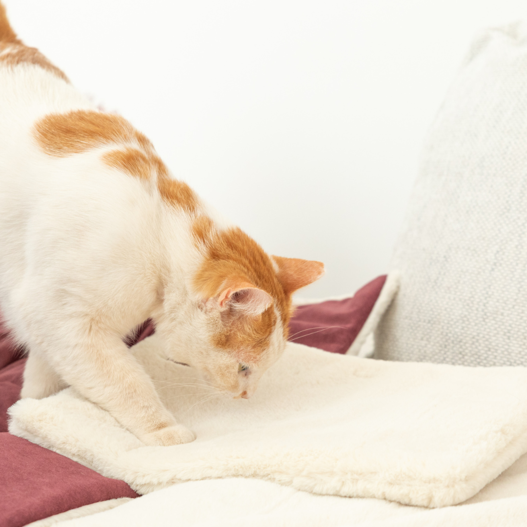 Orange and white cat with its front paw on the Knead-it Pad as it gets ready to knead on the pad. 