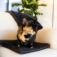 Load image into Gallery viewer, A beautiful Calico mix cat sitting in a white lounge chair kneading on a Knead-it Pad in Charcoal Blue pictured in a loft style apartment; the Knead-it Pad is protecting the lounge chair while the cat kneads.
