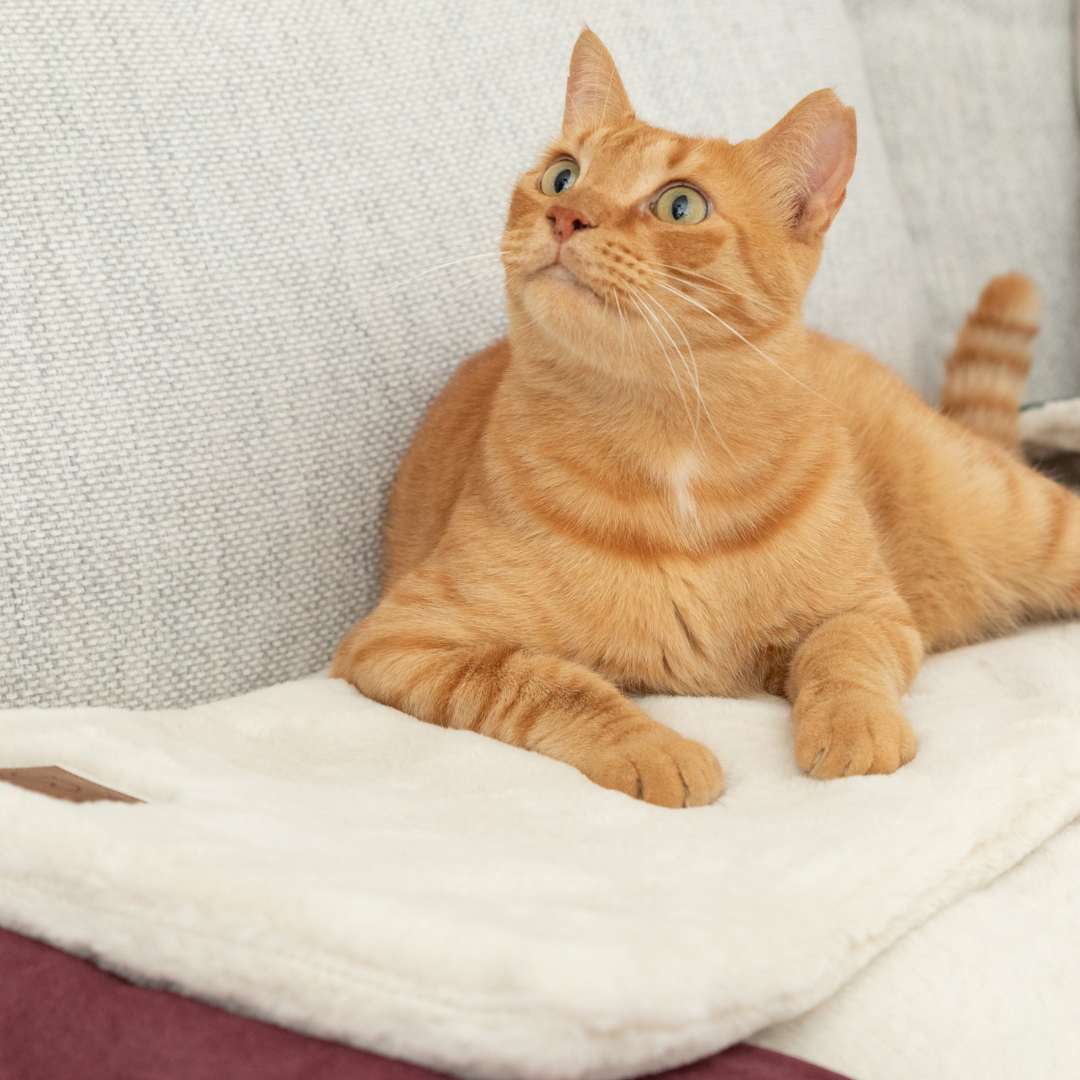 Orange cat with its front paws resting on a Knead-it Pad while lounging on a couch with a neutral background