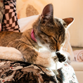 Load image into Gallery viewer, Cat lying on a person's lap with the Knead-it Pad protecting the person's clothing from the cats's claws. 
