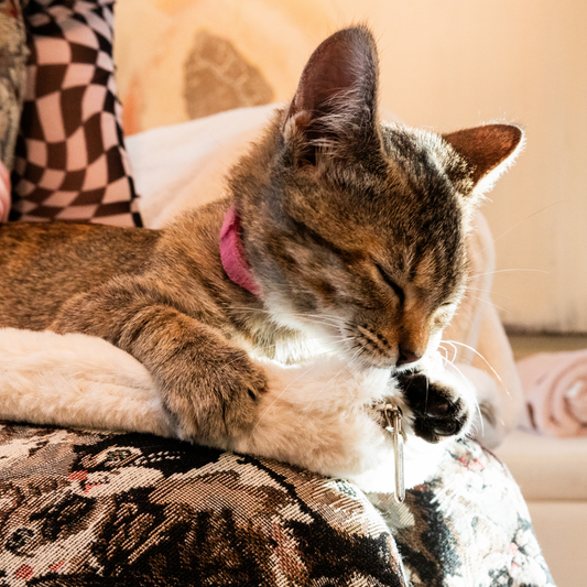 Cat lying on a person's lap with the Knead-it Pad protecting the person's clothing from the cats's claws. 