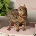 Load image into Gallery viewer, A brown tabby cat standing on a portable lounge mat in rose quartz with the premium blanket in ballet pink draped on the back of the chair. 