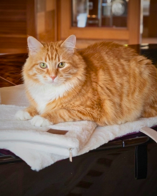 Orange tabby cat lying on a Fluff & Boots portable lounge mat with its paws on a Knead-it Pad.