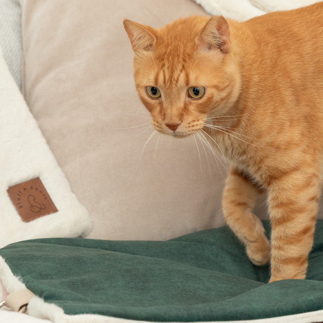 Orange cat standing on a portable lounge mat in deep emerald