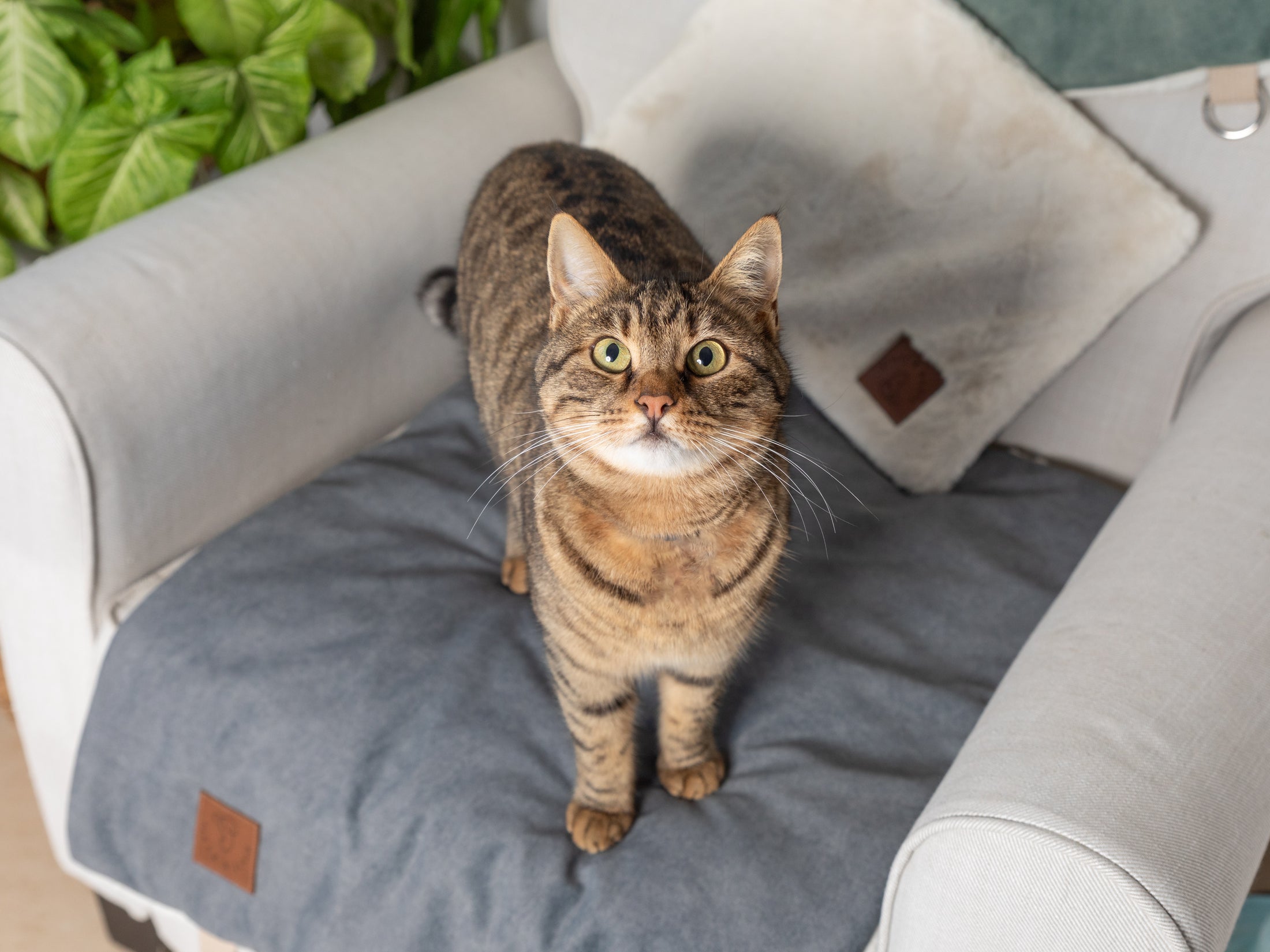 A brown tabby cat standing on the portable lounge mat in Country Blue with the Knead-it Pad in Ivory White in the background