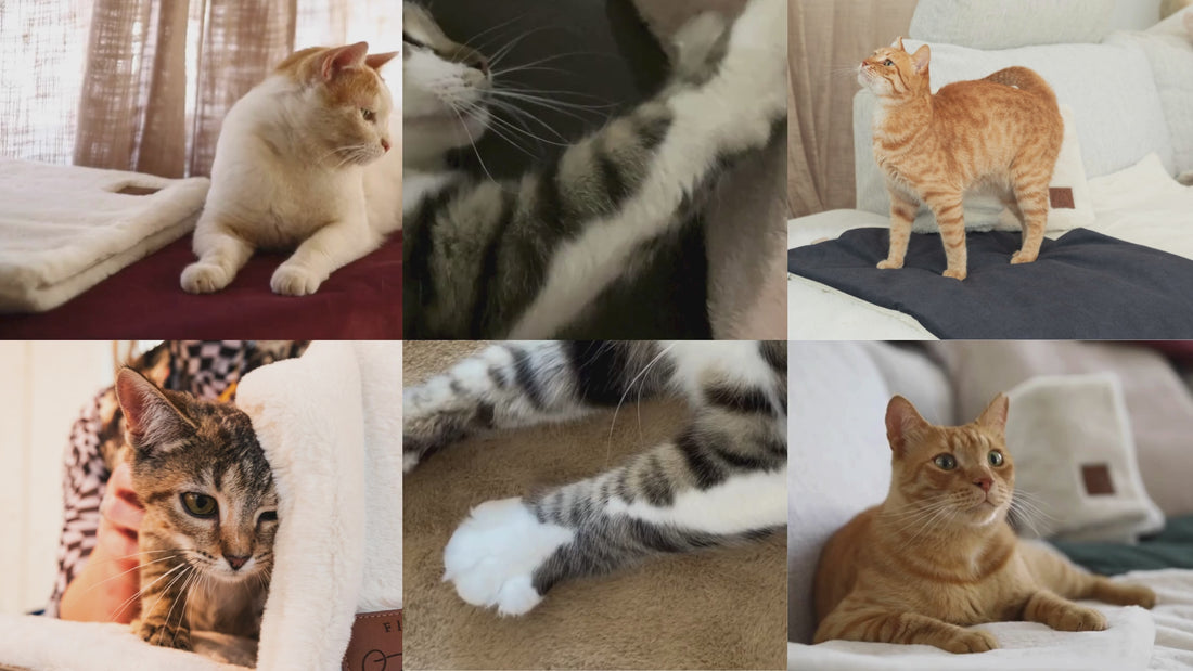 A collage featuring photos and videos of cats enjoying Fluff & Boots products.  The photos and videos show cats kneading on the Knead-it Pad and relaxing on the Portable Lounge Mats, all set in beautiful, cozy homes. 